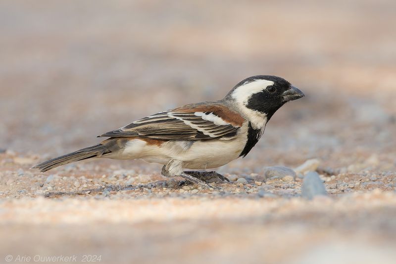 Cape Sparrow - Kaapse Mus - Passer melanurus