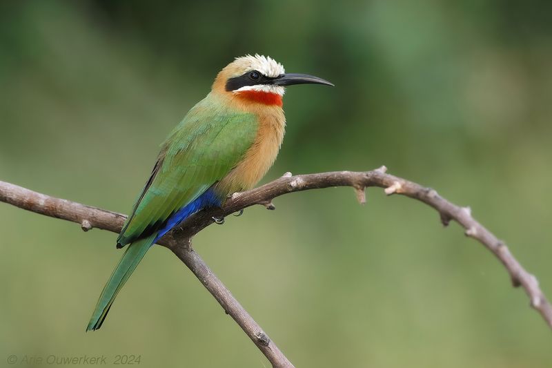 White-fronted Bee-eater - Witkapbijeneter - Merops bullockoides