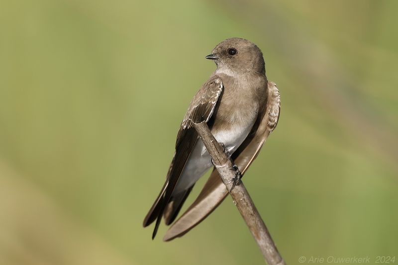 Brown-throated Martin - Vale Oeverzwaluw - Riparia paludicola