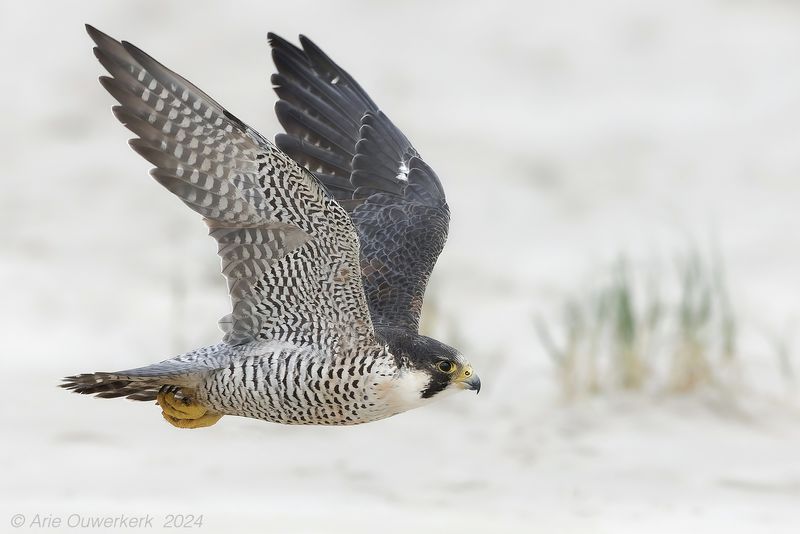 Slechtvalk - Peregrine Falcon - Falco peregrinus