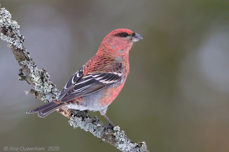 Haakbek - Pine Grosbeak - Pinicola enucleator