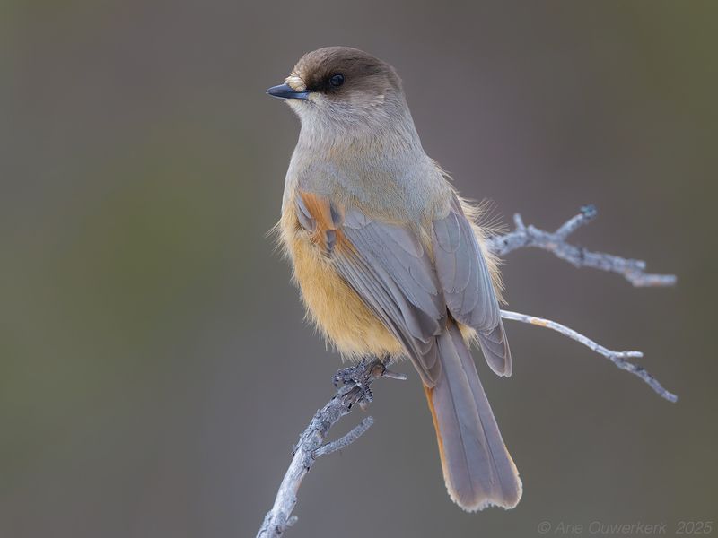 Taigagaai - Siberian Jay - Perisoreus infaustus