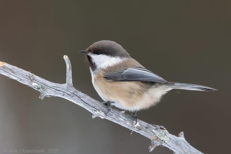 Bruinkopmees - Siberian Tit (Grey-headed Chikadee) - Poecile cinctus