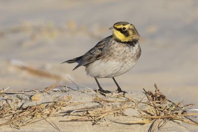 Strandleeuwerik - Shore (Horned) Lark - Eremophila alpestris