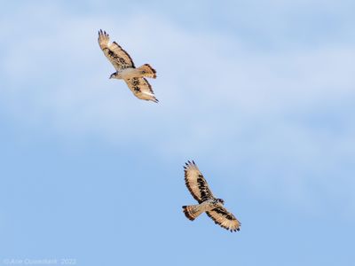 African Hawk-eagle - Afrikaanse Havikarend - Aquila spilogaster