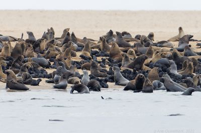 Cape (Brown) Fur Seal - Kaapse Pelsrob - Arctocephalus pusillus pusillus