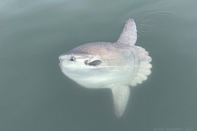 Sunfish - Maanvis - Mola mola