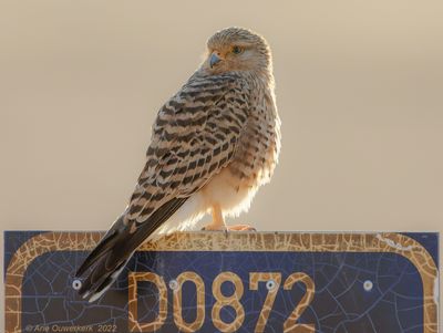 Greater Kestrel - Grote Torenvalk - Falco rupicoloides