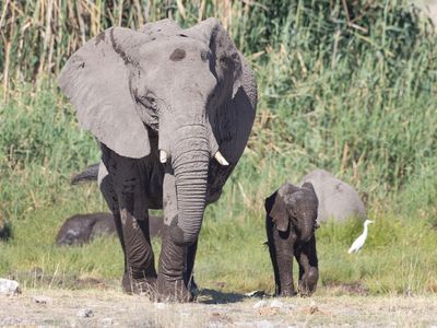 African Bush Elephant - Savanneolifant - Loxodonta africana