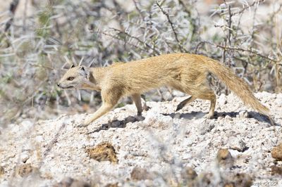 Yellow Mongoose - Vosmangoest - Cynictis penicillata