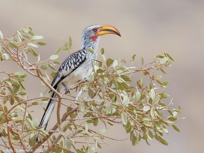 Southern Yellow-billed Hornbill - Zuidelijke Geelsnaveltok - Tockus leucomelas