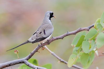Namaqua Dove - Maskerduif - Oena capensis