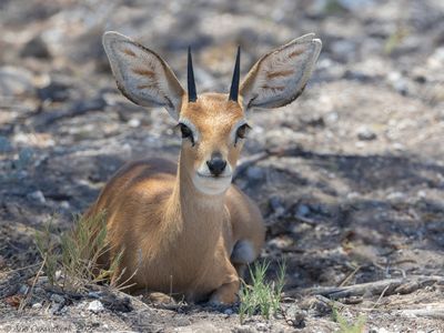 Steenbok - Steenbokantilope - Raphicerus campestris