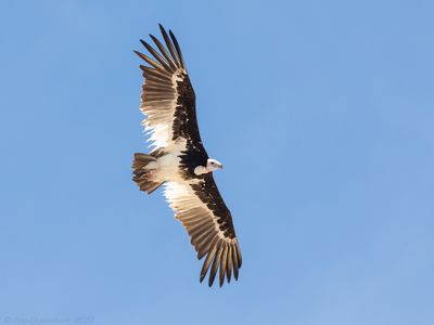 White-headed Vulture - Witkopgier - Trigonoceps occipitalis