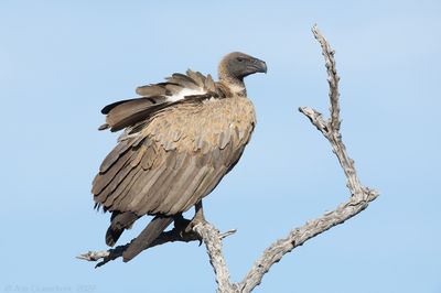 White-backed Vulture - Witruggier - Gyps africanus