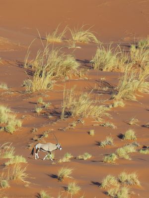 South African Oryx - Gemsbok - Oryx gazella