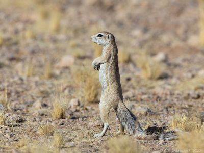 Cape Ground Squirrel - Kaapse Grondeekhoorn - Geosciurus inauris