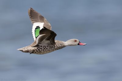 Cape Teal - Kaapse Taling - Anas capensis