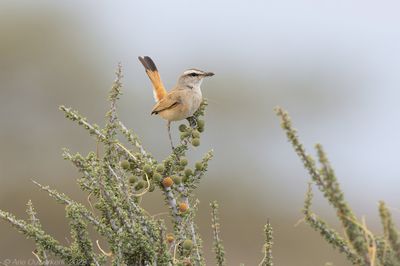 Kalahari Scrub Robin - Kalahariwaaierstaart - Cercotricha paena
