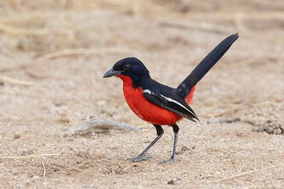 Namibia, Birds & Wildlife, 9 - 21 December 2022