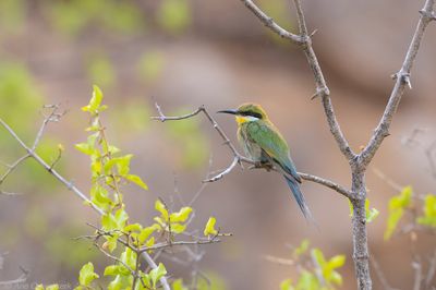 Swallow-tailed Bee-eater - Zwaluwstaartbijeneter - Merops hirundineus
