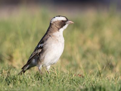 White-browed Sparrow-Weaver - Mahali-wever - Plocepasser mahali