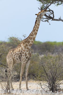 Angolan Giraffe - Angolagiraffe - Giraffa giraffa angolensis