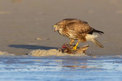Buizerd / Common Buzzard