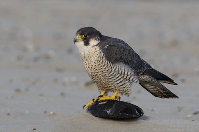 Slechtvalk - Peregrine Falcon - Falco peregrinus