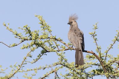 Grey Go-away-bird - Vale Toerako - Corythaixoides concolor