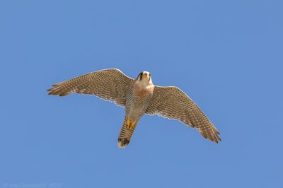 Red-necked Falcon - Roodkopsmelleken - Falco chicquera