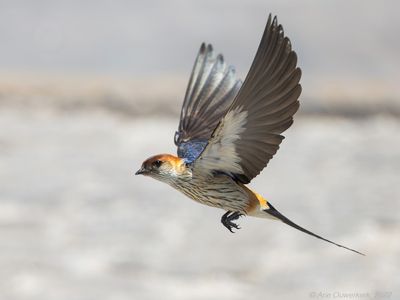 Greater Striped Swallow - Kaapse Zwaluw - Cecropis cucullata