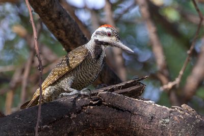 Bearded Woodpecker - Baardspecht - Chloropicus namaquus