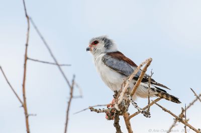 Pygmy Falcon - Afrikaanse Dwergvalk - Polihierax semitorquatus