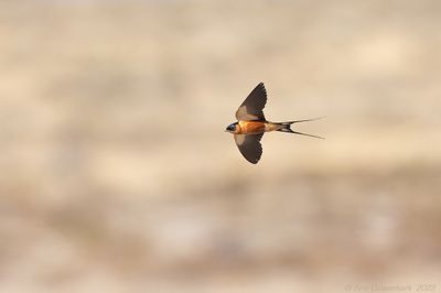 Red-breasted Swallow - Roodborstzwaluw - Cecropis semirufa
