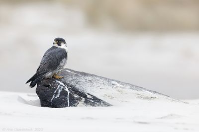 Slechtvalk - Peregrine Falcon - Falco peregrinus