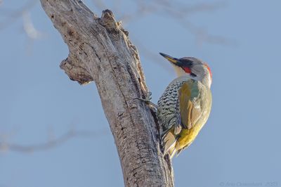 Japanese Woodpecker - Japanse Groene Specht - Picus awokera