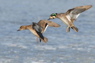 Baikal Teal - Siberische Taling - Sibirionetta formosa	