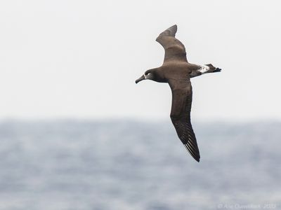 Black-footed Albatross - Zwartvoetalbatros - Phoebastria nigripes	