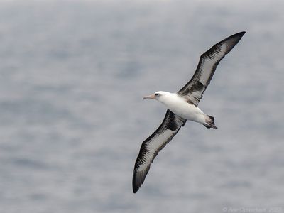 Laysan Albatross - Laysanalbatros - Phoebastria immutabilis