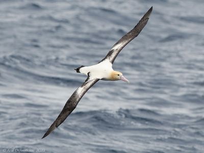 Short-tailed Albatross - Stellers Albatros - Phoebastria albatrus