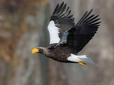 Steller's Sea Eagle - Stellers Zeearend - Haliaeetus pelagicus