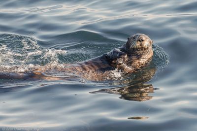 Sea Otter - Zeeotter - Enhydra lutris