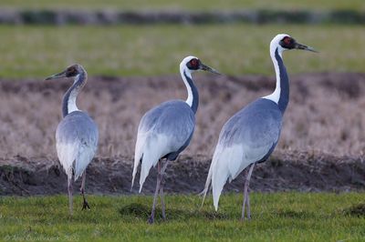 White-naped Crane - Witnekkraanvogel - Antigone vipio