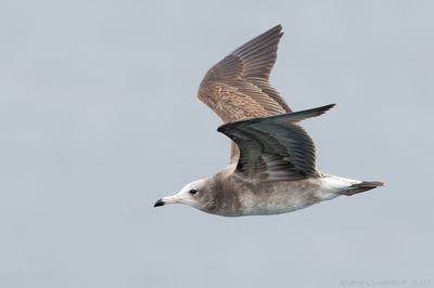 Black-tailed Gull - Japanse Meeuw - Larus crassirostris