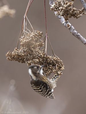 Japanese Pygmy Woodpecker - Kizukispecht - Yungipicus kizuki