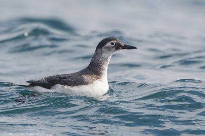 Spectacled Guillemot - Brilzeekoet - Cepphus carbo