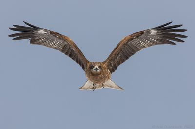 Black-eared Kite - Oostelijke Zwarte Wouw - Milvus migrans lineatus