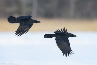 Large-billed Crow - Dikbekkraai - Corvus macrorhynchos