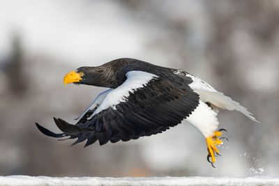 Steller's Sea Eagle - Stellers Zeearend - Haliaeetus pelagicus